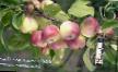 des pommes  Altajjskoe sladkoe l'espèce Photo