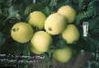 Le mele  Altajjskoe yantarnoe la cultivar foto