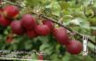 Äpplen sorter Doktor Kunovskijj Fil och egenskaper