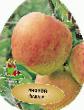 Jabolka sort Nadezhda (Taganajj) fotografija in značilnosti