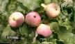 Μήλα ποικιλίες Pavlusha φωτογραφία και χαρακτηριστικά
