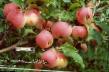 Μήλα ποικιλίες Strojjnoe φωτογραφία και χαρακτηριστικά
