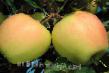 des pommes  Renet Povolzhya (Renet Kryudnera) l'espèce Photo