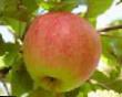 Ябълки  Иедзену  сорт снимка