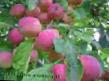des pommes les espèces Kitajjka Sanninskaya Photo et les caractéristiques