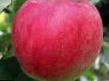 Jabłka gatunki Ornament  zdjęcie i charakterystyka