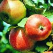 Manzanas variedades Raya  Foto y características