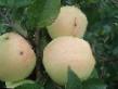 Jablka druhu Rizhskijj golubok (Seyanec Trebu) fotografie a vlastnosti