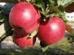 Manzanas variedades Syabrynya  Foto y características