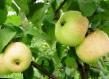 Jablka druhy Liflyandskoe Shampanskoe fotografie a charakteristiky