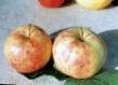 Manzanas  Zheltoe sakharnoe variedad Foto