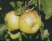 Jabolka sort Vinnoe fotografija in značilnosti