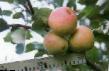 Jablka druhy Avenarius fotografie a charakteristiky