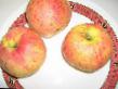 Jablka druhy Osennee polosatoe (Shtrejjfling, Shtrifel) fotografie a charakteristiky