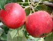 Jablka druhu Gornoaltajjskoe fotografie a vlastnosti