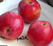 Manzanas variedades Zhar ptica Foto y características