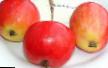 Jablka druhy Zhebrovskoe fotografie a charakteristiky