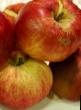 des pommes les espèces Serebryanoe kopytce Photo et les caractéristiques