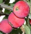 Jablka druhy Altajjskoe bagryanoe fotografie a charakteristiky
