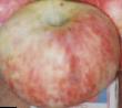 Μήλα ποικιλίες Altajjskoe barkhatnoe φωτογραφία και χαρακτηριστικά