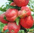 Jablka druhy Alye parusa fotografie a charakteristiky