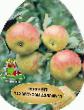 Apples varieties Grushovka moskovskaya Photo and characteristics