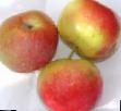 des pommes  Ermakovskoe l'espèce Photo