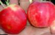 Jabolka sort Luchistoe fotografija in značilnosti