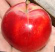 Яблоки сорта Осенняя радость Алтая Фото и характеристика