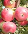 des pommes  Zavetnoe l'espèce Photo