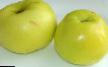 Jablka druhu Feniks altajjskijj fotografie a vlastnosti
