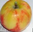 Jabłka gatunki Zimnijj shafran zdjęcie i charakterystyka