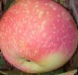 Jabłka gatunki Uralskijj suvenir zdjęcie i charakterystyka