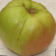 Manzanas variedades Bratchud Foto y características