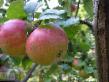 Manzanas  Prizemlennoe variedad Foto