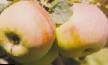 Omenat lajit Prizemlennoe kuva ja ominaisuudet