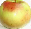 Manzanas variedades Podsnezhnik Foto y características