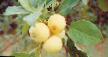 des pommes les espèces Kitajjka zolotaya rannyaya Photo et les caractéristiques