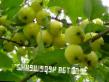 des pommes  Zolotaya chereshenka l'espèce Photo