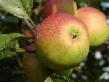 des pommes  Orlinka l'espèce Photo