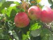 Jablka druhy Brusnichnoe fotografie a charakteristiky