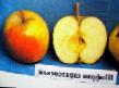 Μήλα ποικιλίες Shafran saratovskijj.  φωτογραφία και χαρακτηριστικά