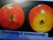 Jablka druhy Bessemyanka Barancevojj fotografie a charakteristiky