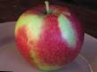 Jabolka sort Aport krovavo-krasnyjj fotografija in značilnosti