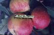 des pommes les espèces Slava pobeditelyam Photo et les caractéristiques
