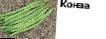 Fasola gatunki Konza (Singenta) zdjęcie i charakterystyka