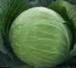 Cabbage  Kharikejjn F1 grade Photo