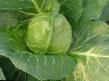 Cabbage varieties Ehtma F1 Photo and characteristics