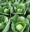 Cabbage  Silema F1 grade Photo