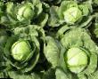Cabbage varieties Manama F1 Photo and characteristics